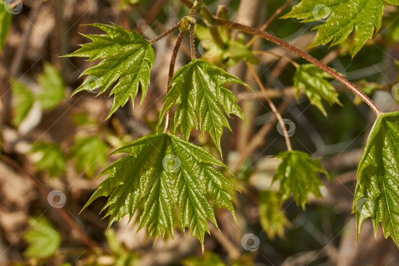 Скачать Из листовых почек клена остролистного (лат. Acer platanoides) распустились листья. фотосток Ozero