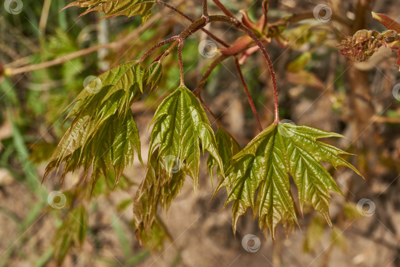 Скачать Из листовых почек клена остролистного (лат. Acer platanoides) распустились листья. фотосток Ozero