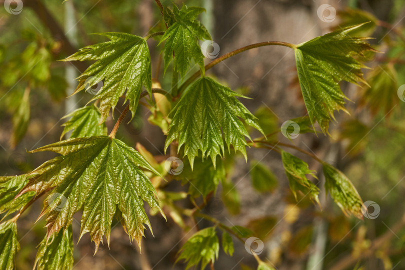 Скачать Из листовых почек клена остролистного (лат. Acer platanoides) распустились листья. фотосток Ozero