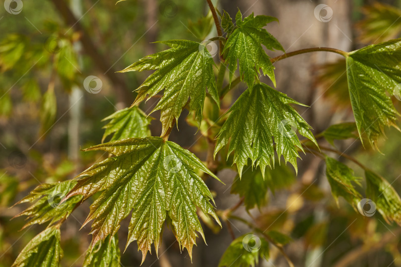 Скачать Из листовых почек клена остролистного (лат. Acer platanoides) распустились листья. фотосток Ozero