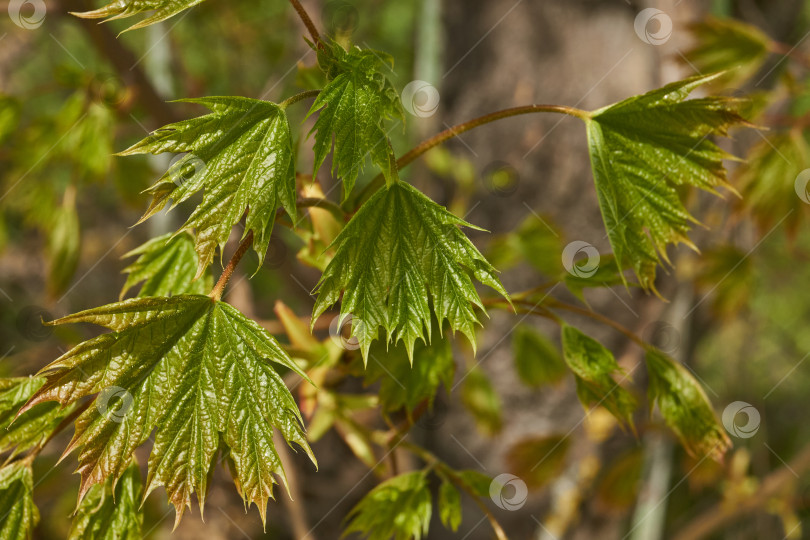 Скачать Из листовых почек клена остролистного (лат. Acer platanoides) распустились листья. фотосток Ozero