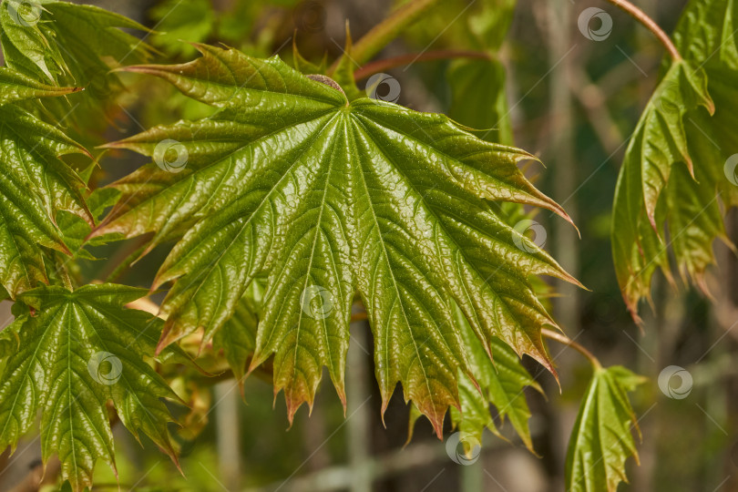 Скачать Из листовых почек клена остролистного (лат. Acer platanoides) распустились листья. фотосток Ozero
