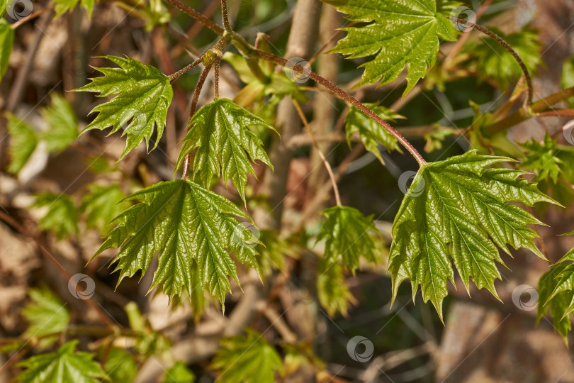 Скачать Из листовых почек клена остролистного (лат. Acer platanoides) распустились листья. фотосток Ozero