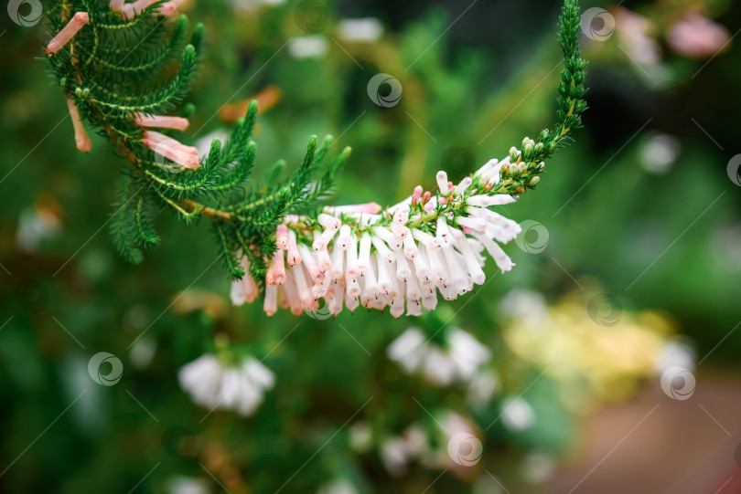 Скачать Макросъемка цветков эрики вересковой (син. Erica herbacea) с уникальными соцветиями от кремово-розового до оранжевого оттенка. фотосток Ozero