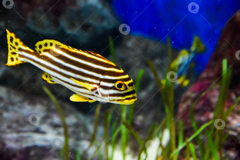 Скачать Полосатая рыба sweetlips с яркими узорами плавает возле красочного рифа в теплой тропической океанической среде обитания. фотосток Ozero