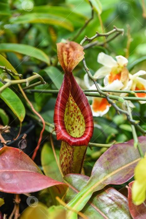 Скачать Крупный план Nepenthes gymnamphora, тропического плотоядного растения из семейства непентовых, демонстрирующего уникальное строение кувшинчика в естественной среде обитания. фотосток Ozero