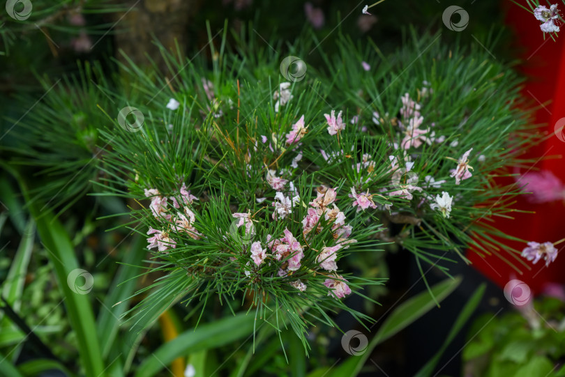 Скачать Крупный план ветки Pinus sp. с мягкими игольчатыми листьями и нежными розовыми цветами в цвету, запечатленный в Сингапурских садах на фоне тропического залива. фотосток Ozero