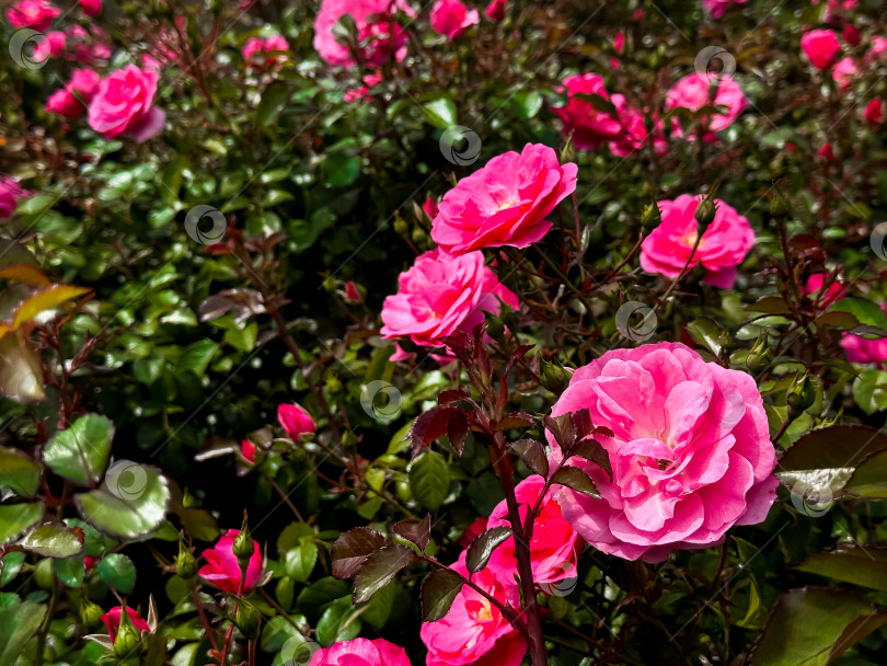 Скачать Яркие розовые розы, цветущие в пышном зеленом саду фотосток Ozero