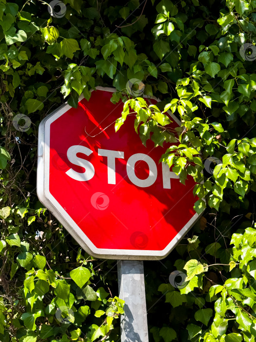 Скачать Красный знак "стоп", частично увитый зеленым плющом в солнечный день фотосток Ozero