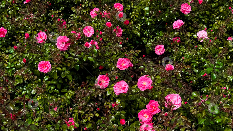Скачать Яркие розовые розы в полном цвету среди пышной зелени фотосток Ozero