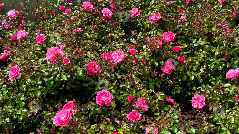 Скачать Яркие розовые розы, цветущие в пышном саду с обильной зеленой листвой фотосток Ozero