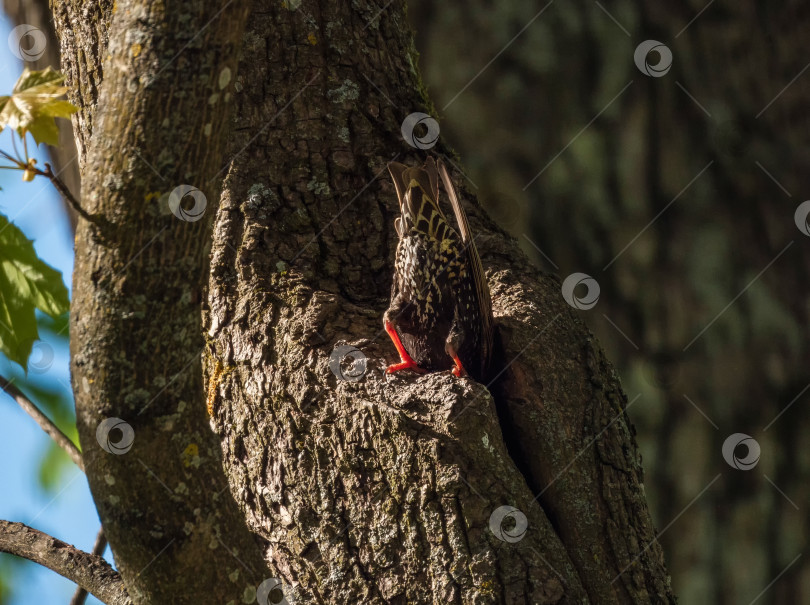 Скачать Из дупла торчит хвост скворца. фотосток Ozero