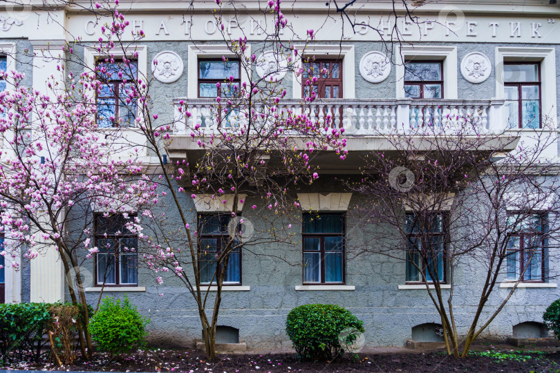 Скачать Магнолия Суланжа. Ялта. Крым фотосток Ozero
