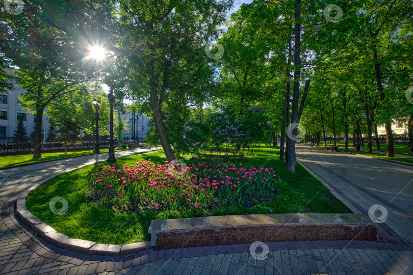 Скачать Москва. Тюльпаны на Чистопрудном бульваре. фотосток Ozero