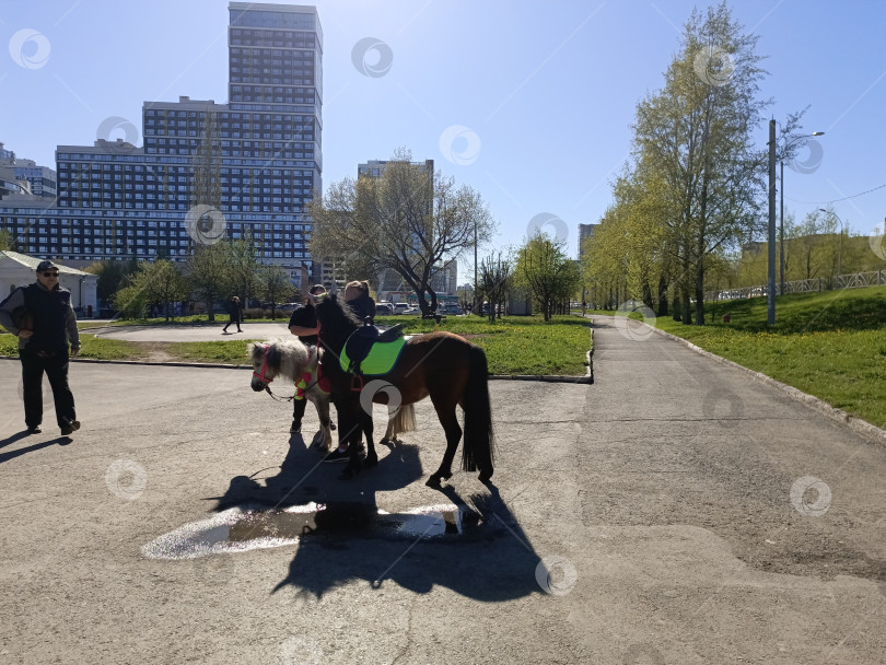 Скачать Пони на улицах города фотосток Ozero