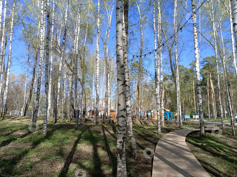Скачать Березовая роща с тропой и освещением в ЦПКиО фотосток Ozero