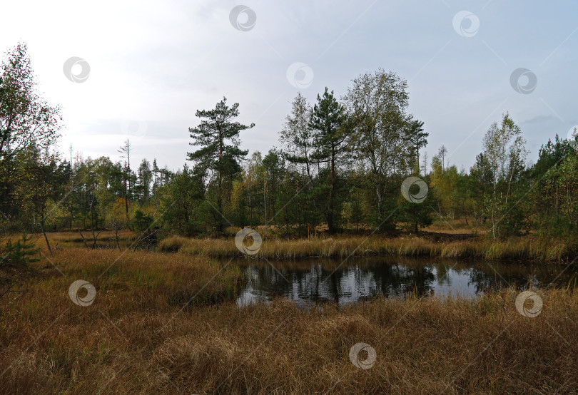 Скачать Осень на торфяном болоте. фотосток Ozero