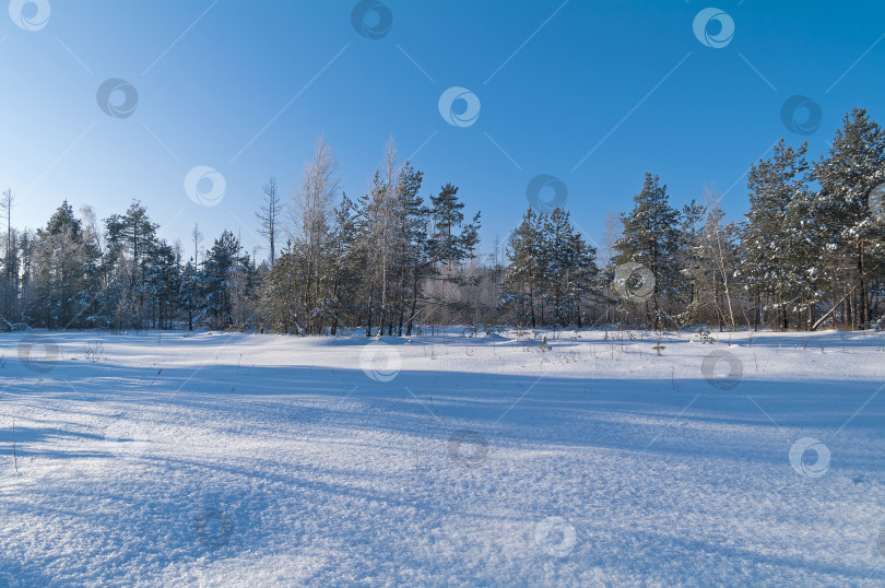 Скачать Торфяное болото зимой. фотосток Ozero