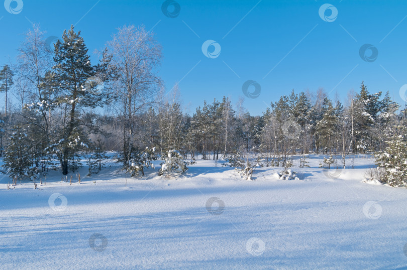 Скачать Торфяное болото зимой. фотосток Ozero