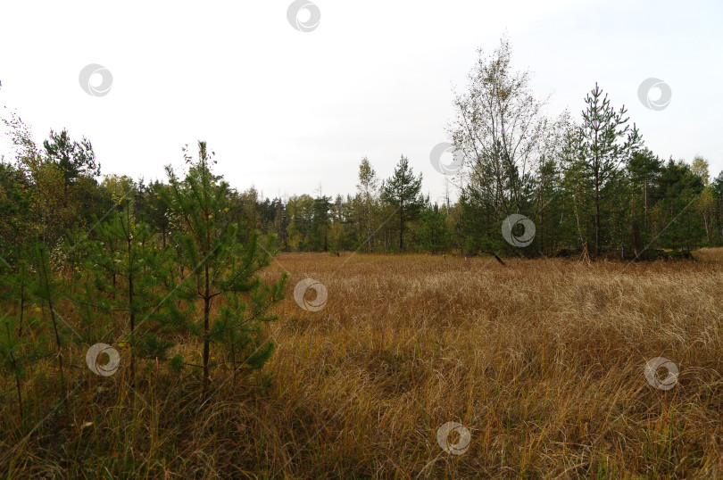 Скачать Осень на торфяном болоте. фотосток Ozero
