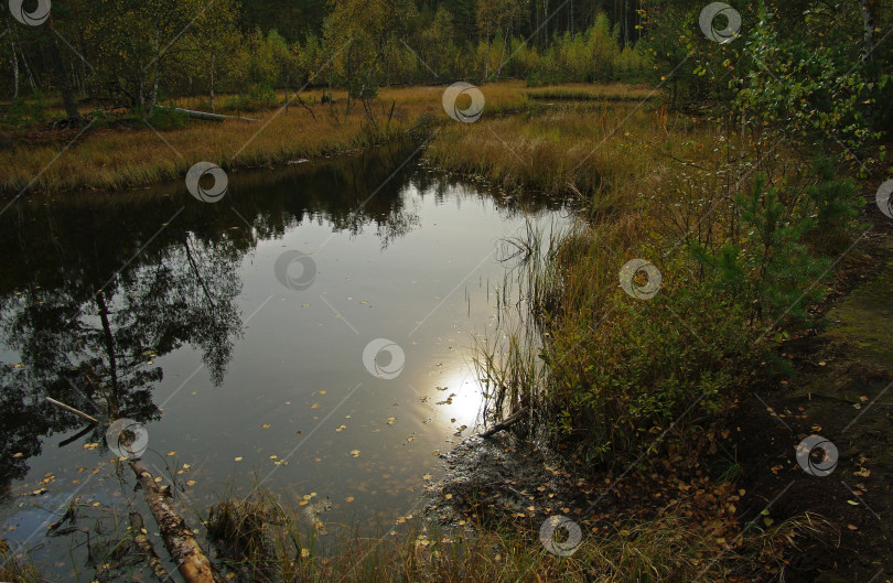 Скачать Осень на торфяном болоте. фотосток Ozero