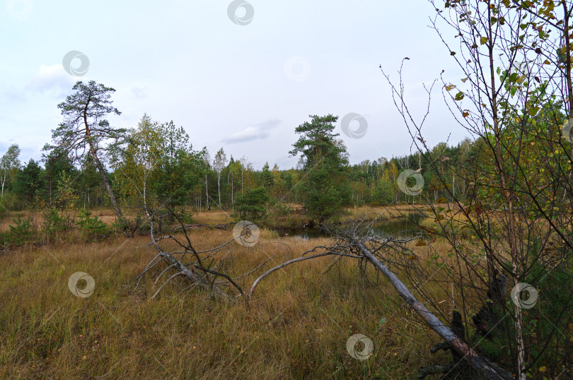 Скачать Осень на торфяном болоте. фотосток Ozero