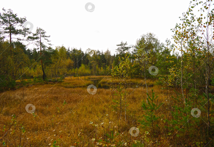 Скачать Осень на торфяном болоте. фотосток Ozero