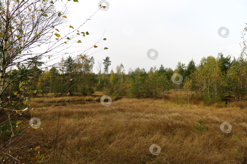 Скачать Осень на торфяном болоте. фотосток Ozero