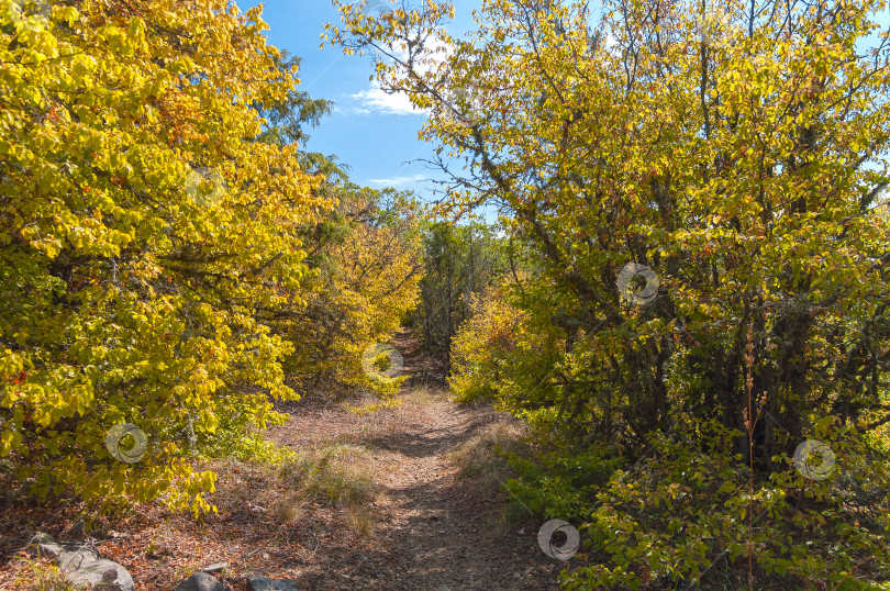 Скачать Осень в Крыму. Тропинка в лесу на склоне горы. фотосток Ozero