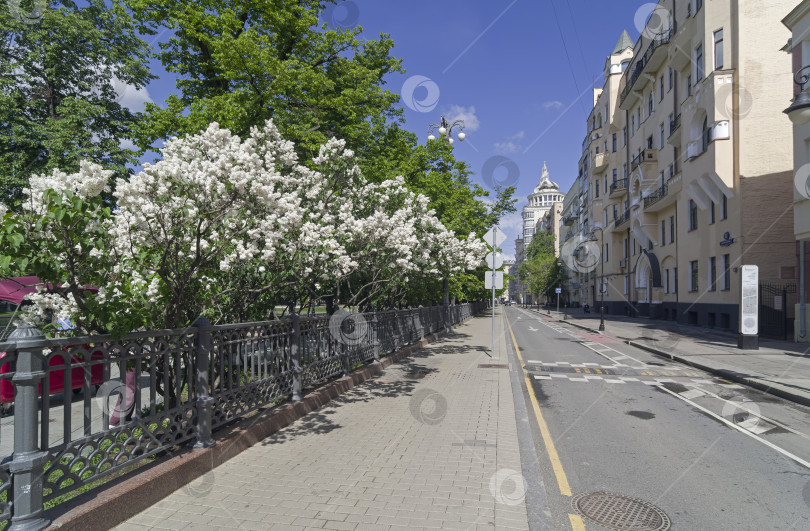 Скачать Городской пейзаж Москвы с цветущей белой сиренью. фотосток Ozero