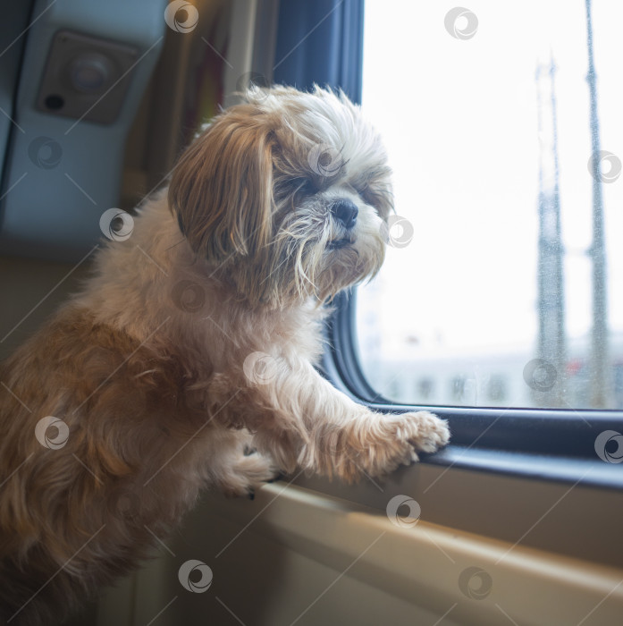 Скачать собака ши тцу путешествует фотосток Ozero