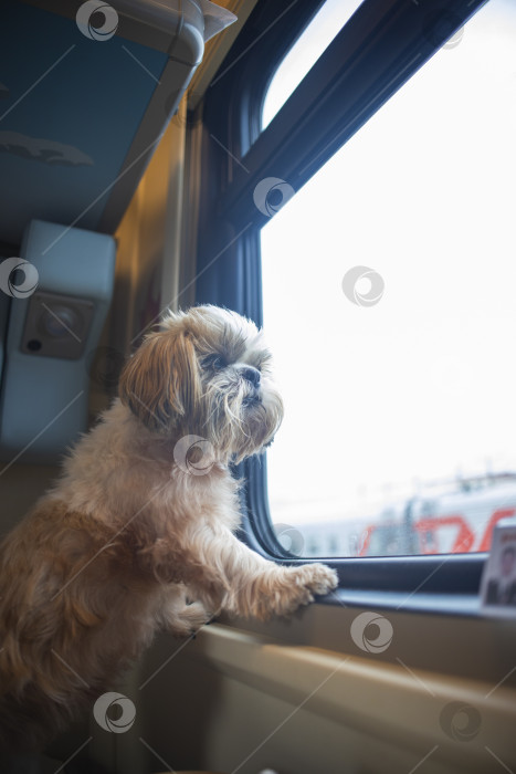 Скачать собака ши тцу путешествует фотосток Ozero