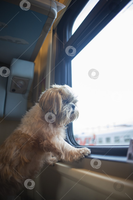 Скачать собака ши тцу путешествует фотосток Ozero