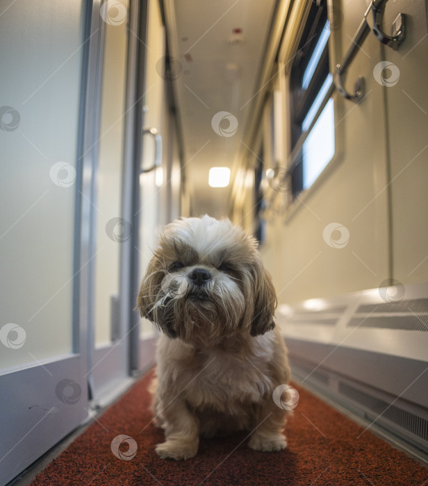 Скачать собака ши тцу путешествует фотосток Ozero