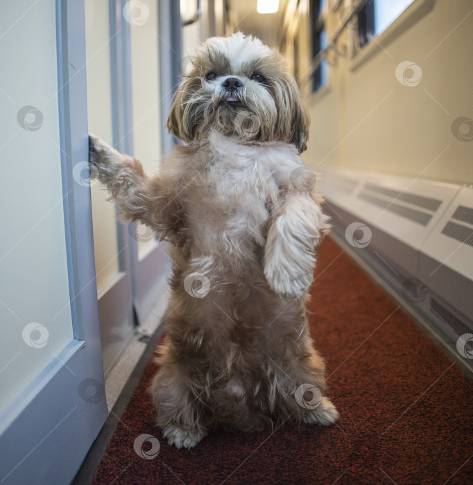 Скачать собака ши-тцу путешествует фотосток Ozero