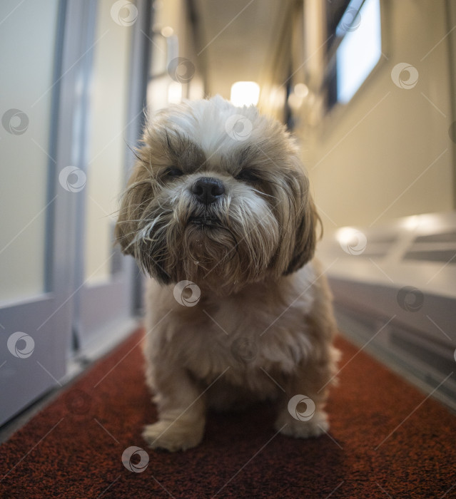 Скачать собака ши тцу путешествует фотосток Ozero