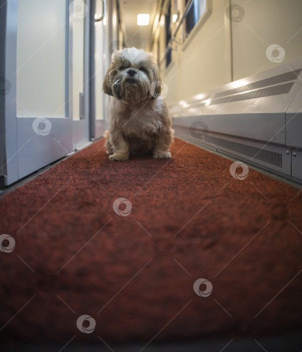 Скачать собака ши-тцу путешествует фотосток Ozero