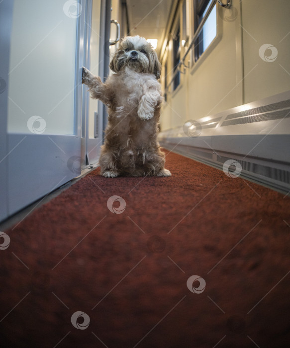 Скачать собака ши тцу путешествует фотосток Ozero