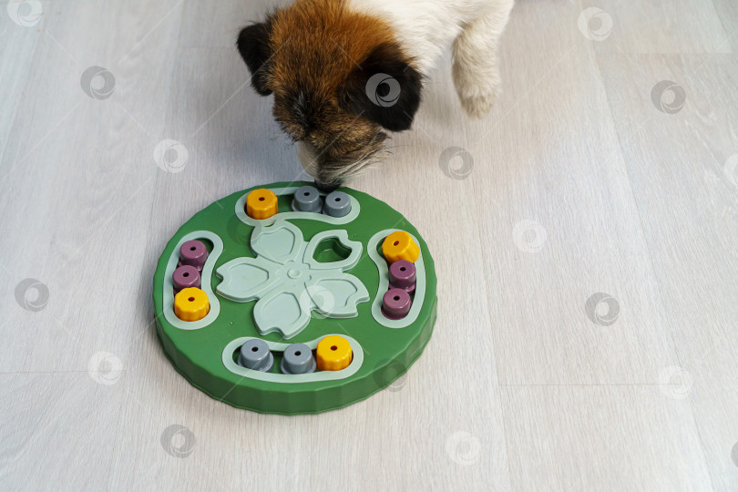 Скачать Тренировка собак по обнюхиванию с помощью smart toy Россия, Казань, март 2025 фотосток Ozero