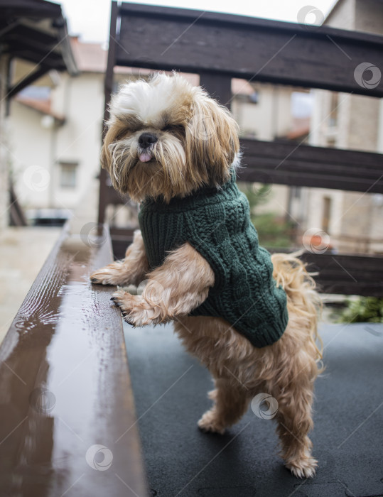 Скачать собака ши тцу в свитере фотосток Ozero