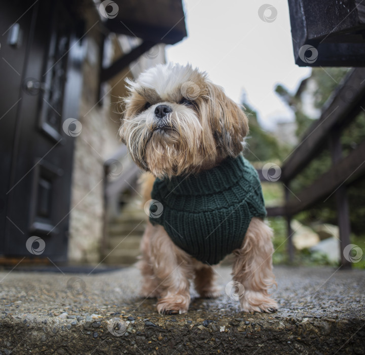 Скачать собака ши тцу гуляет фотосток Ozero