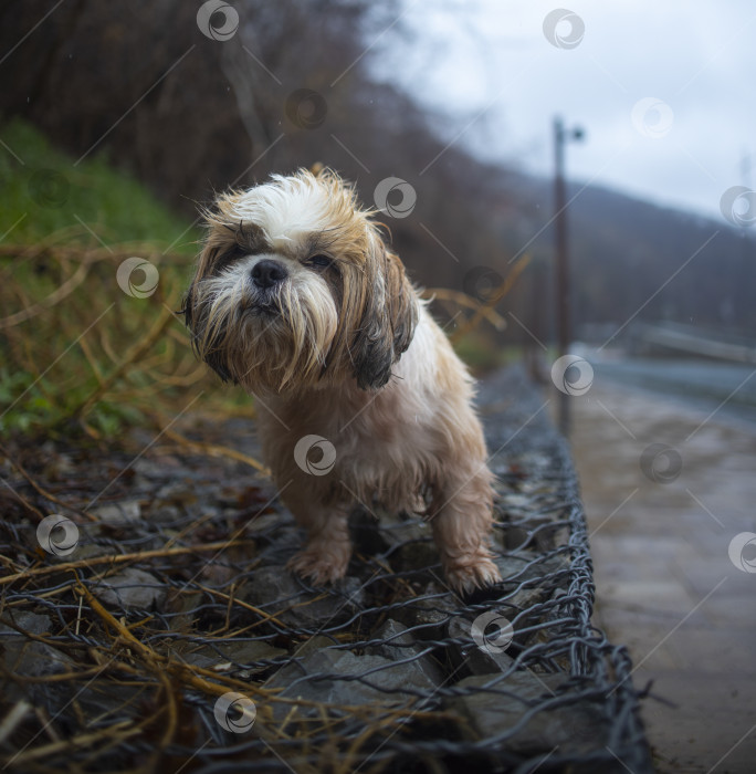 Скачать собака ши-тцу прогуливается по горе фотосток Ozero