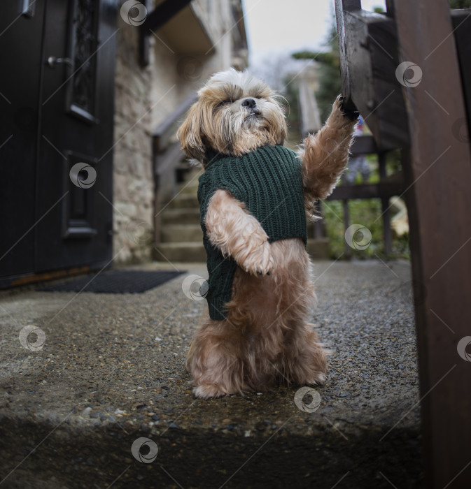 Скачать собака ши тцу гуляет фотосток Ozero