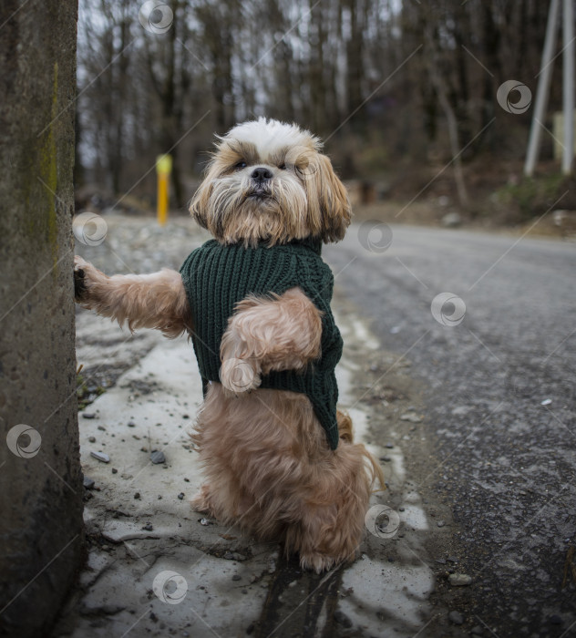 Скачать прогулки с собакой ши-тцу фотосток Ozero
