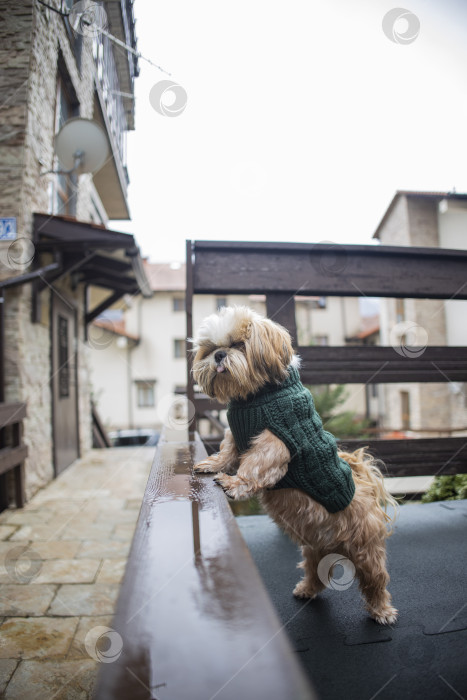 Скачать собака ши тцу гуляет фотосток Ozero