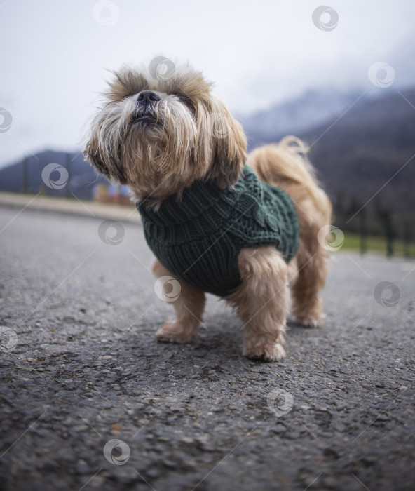 Скачать собака ши тцу гуляет фотосток Ozero