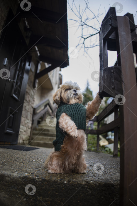 Скачать собака ши тцу в свитере фотосток Ozero