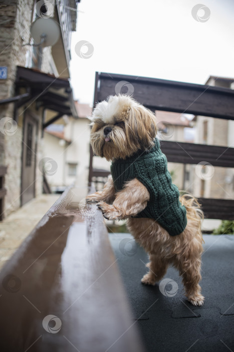 Скачать собака ши тцу в свитере фотосток Ozero