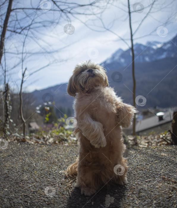 Скачать собака ши тцу гуляет по дороге фотосток Ozero