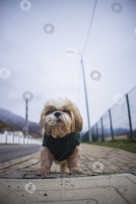 Скачать собака ши тцу гуляет фотосток Ozero